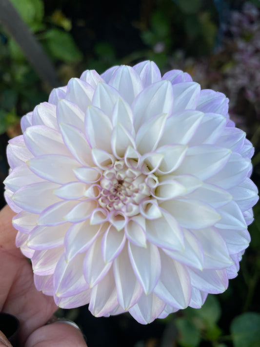 Dahlia - Wantirna Vermont