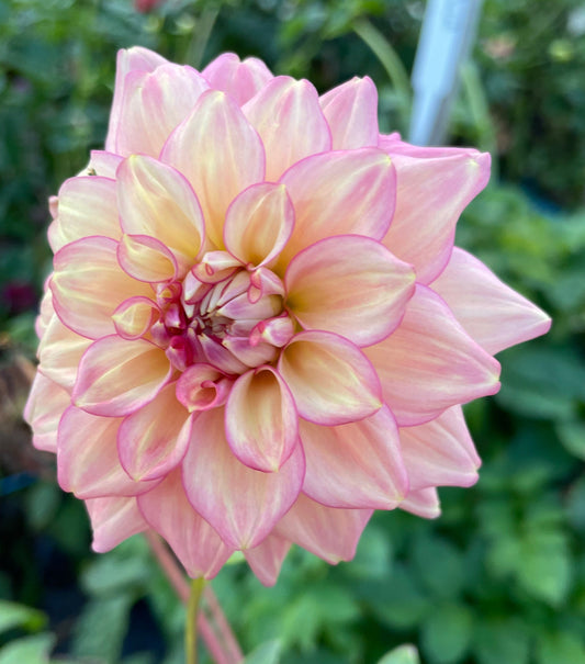 Dahlia - Gosia Kasia