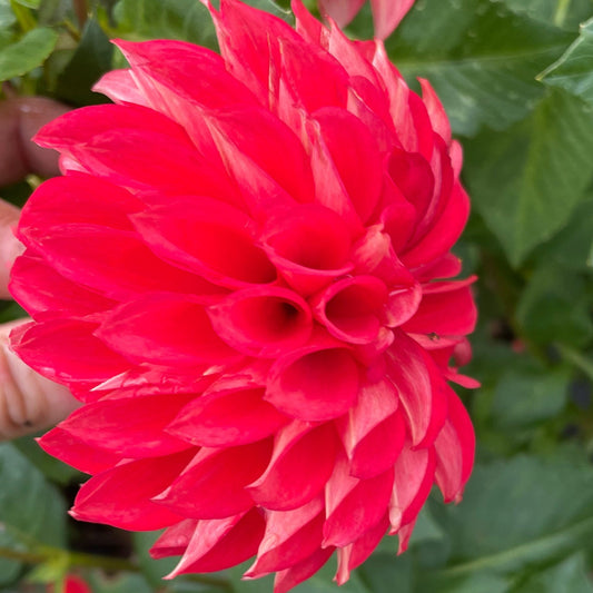 Dahlia - George 'O'