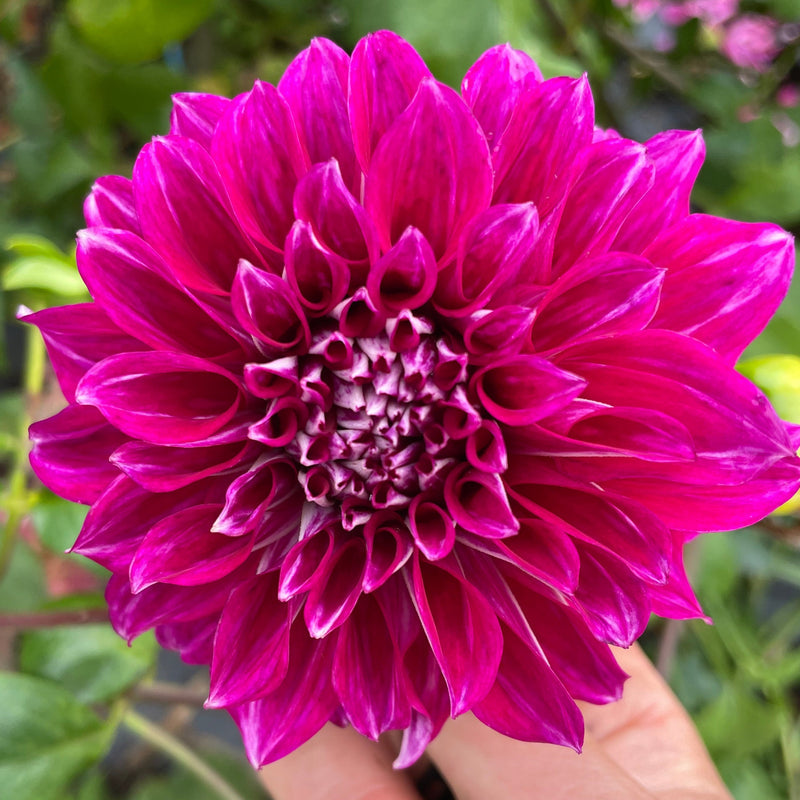 Dahlia Seed - Devon Ultimate
