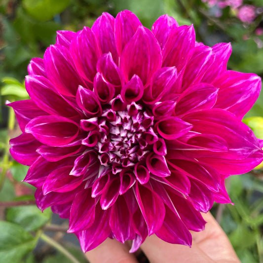 Dahlia Seed - Devon Ultimate