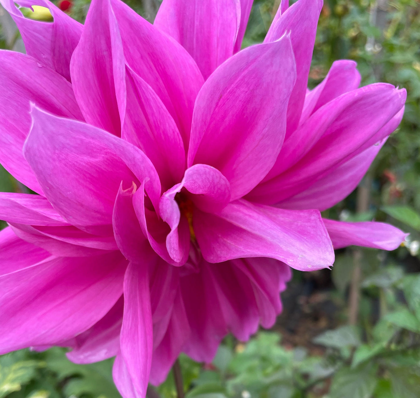 Dahlia - Croydon Lilac #2