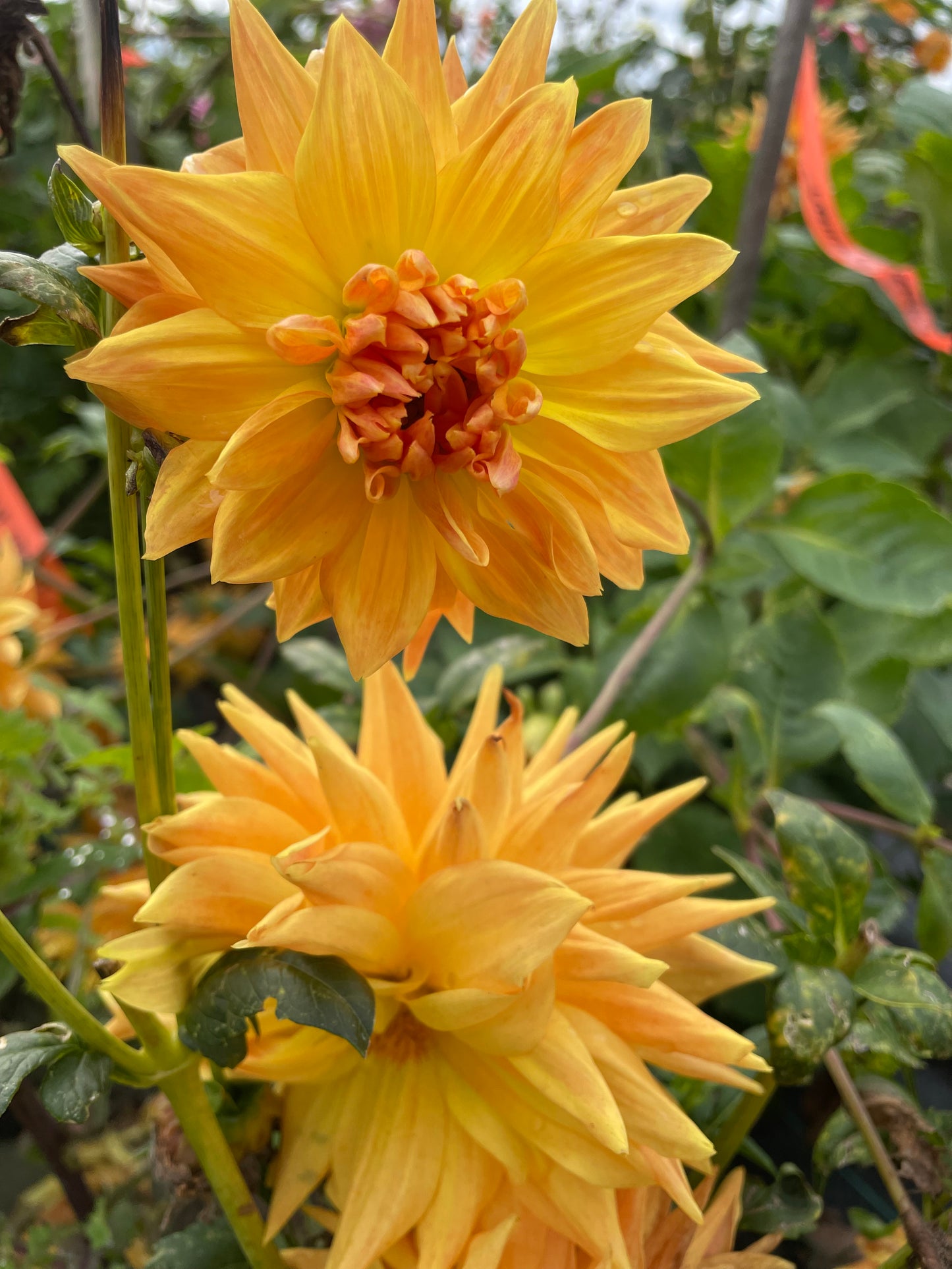 Dahlia - Delbard Soleil Couchant