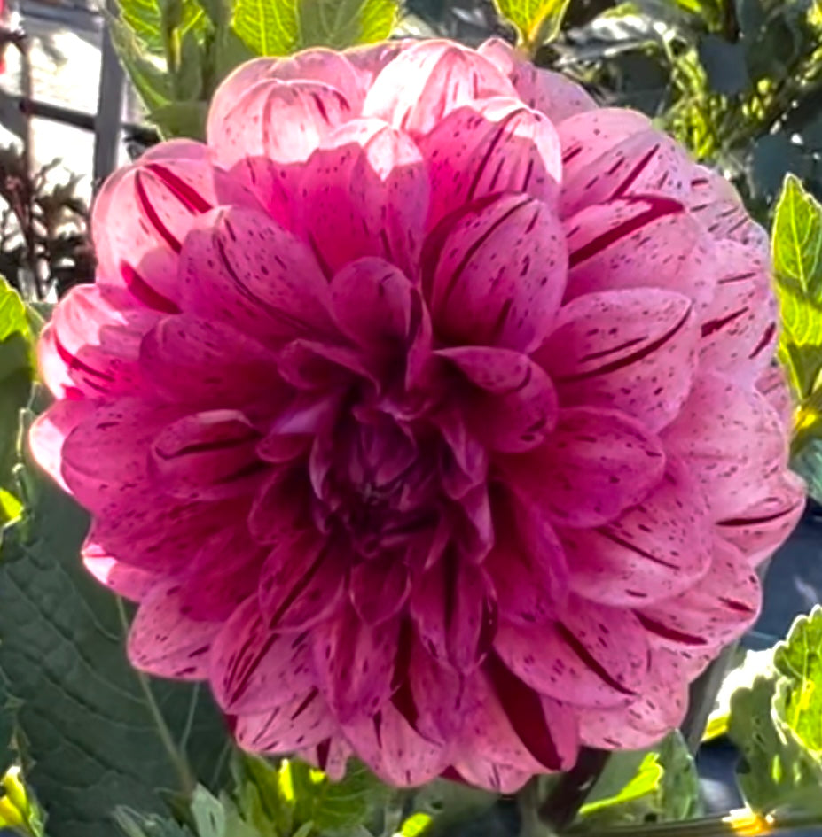 Dahlia - Florelie Morello