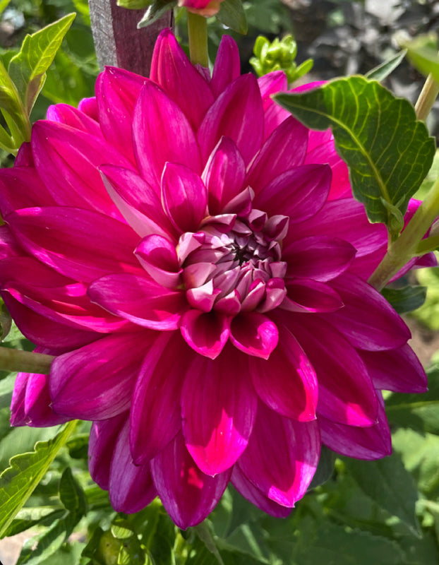Dahlia Seed - W1