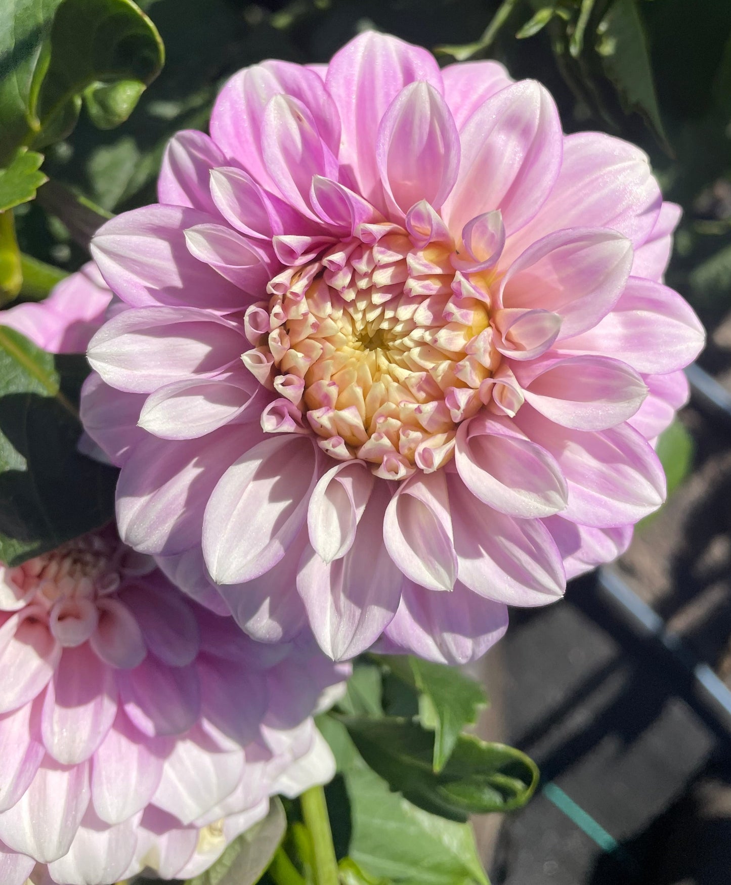 Dahlia - Bracken Catherine