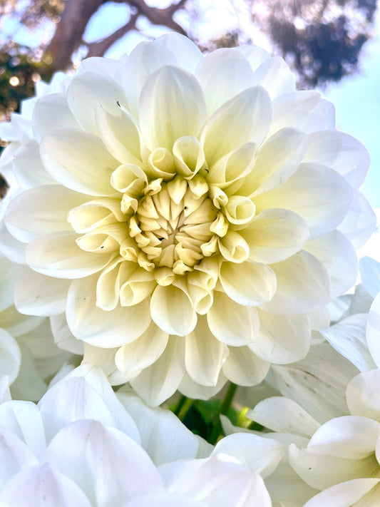 Dahlia Seed - Snow Princess