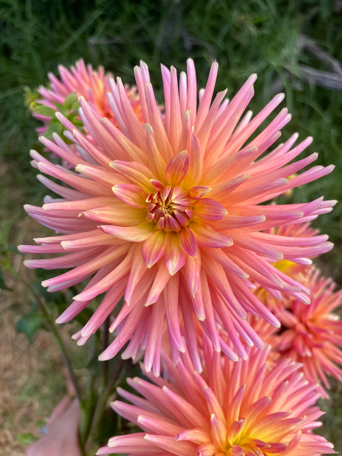 Dahlia - Winkie Ophelia