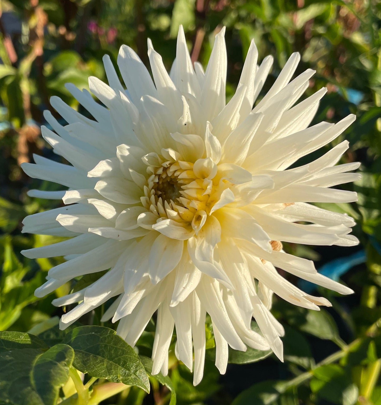 Dahlia - My Love