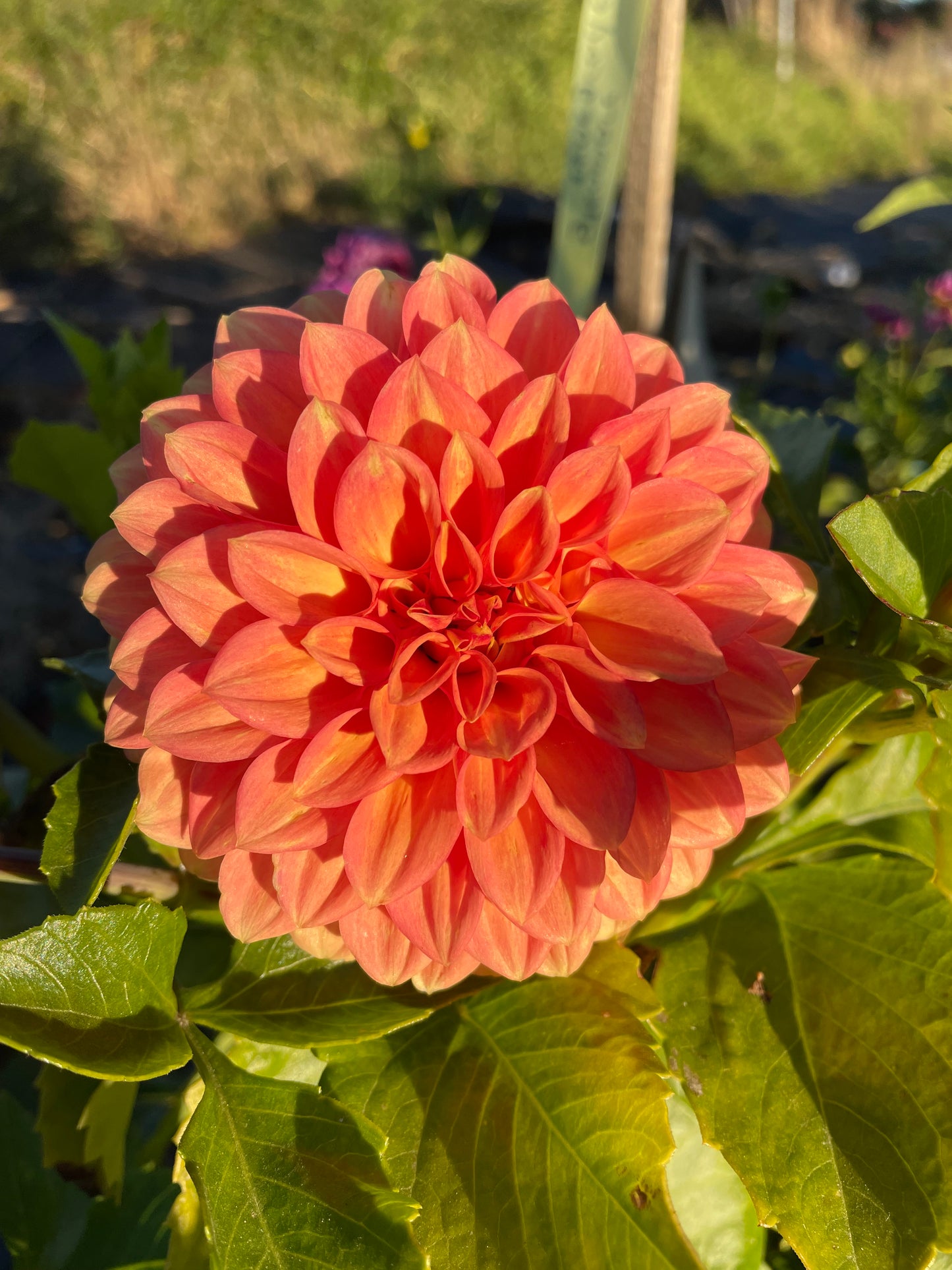 Dahlia - Glenmarc renegrade