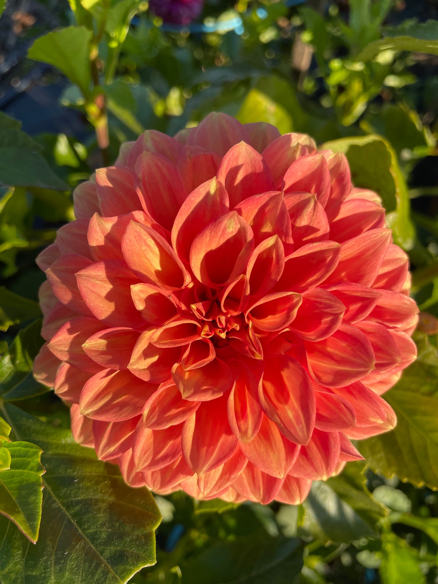 Dahlia - Glenmarc renegrade