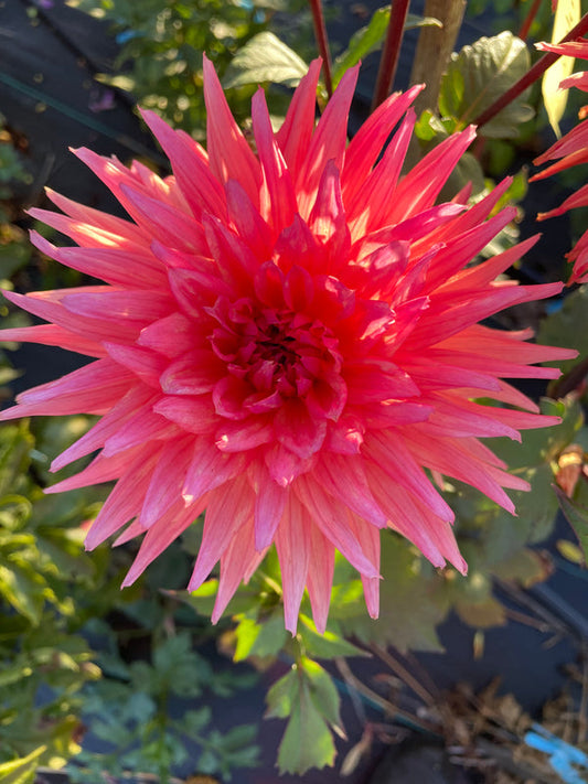 Dahlia Seed - Winkie MarK