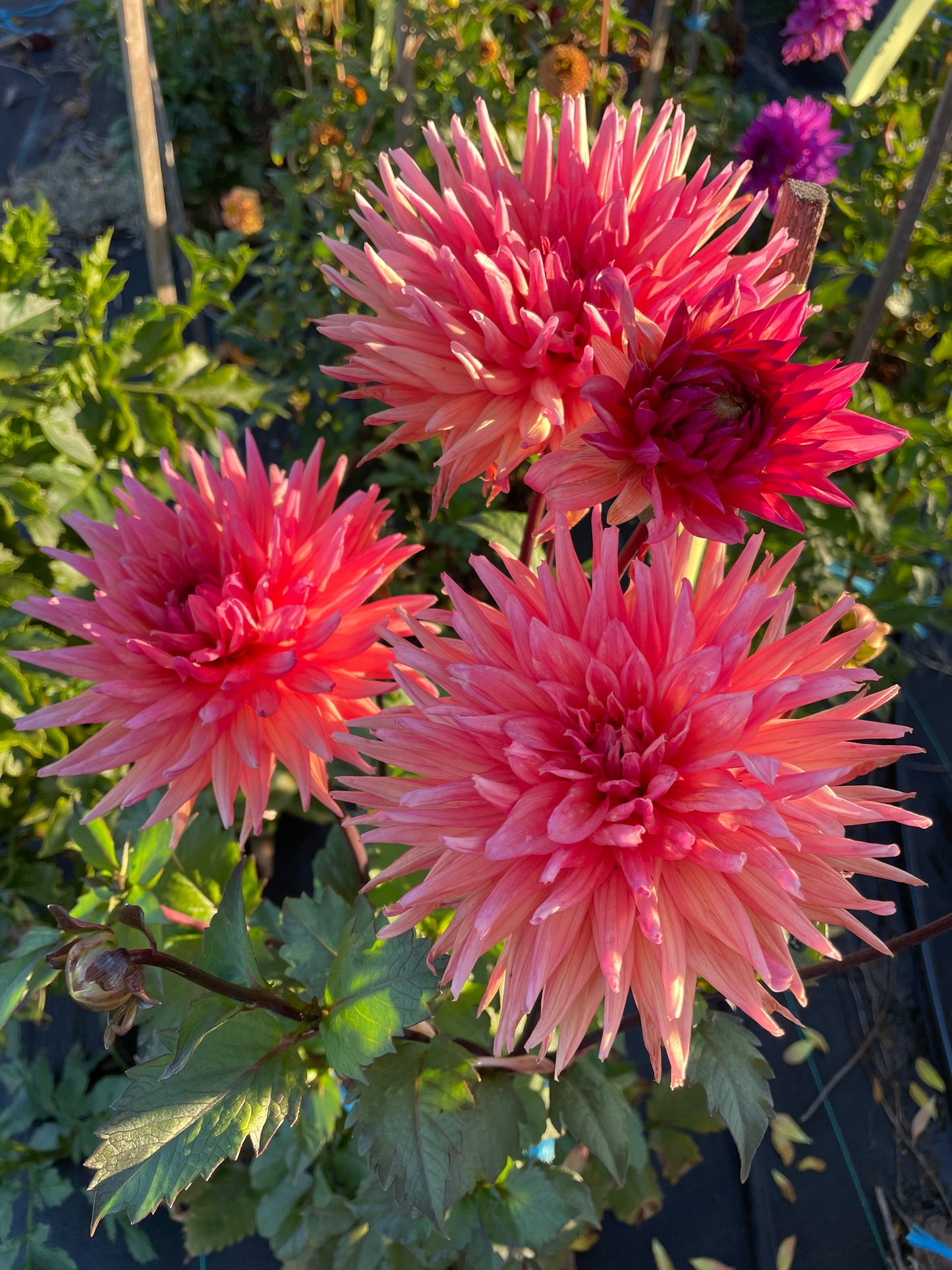 Dahlia - Winkie Mark