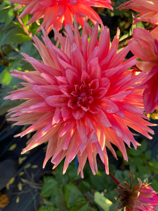 Dahlia - Winkie Mark