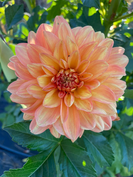 Dahlia Seed - Golden Nugget