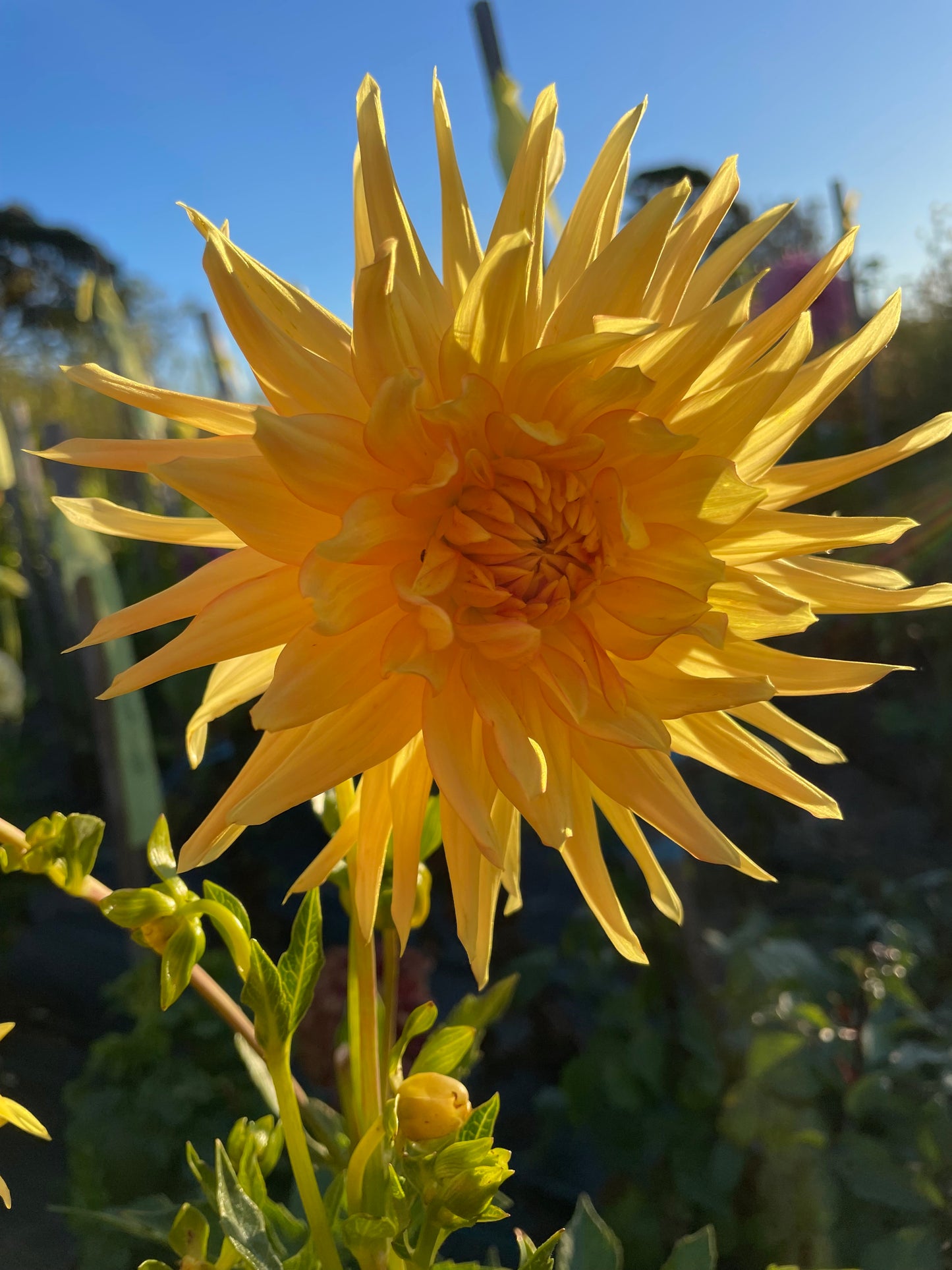 Dahlia - Formby Golddust