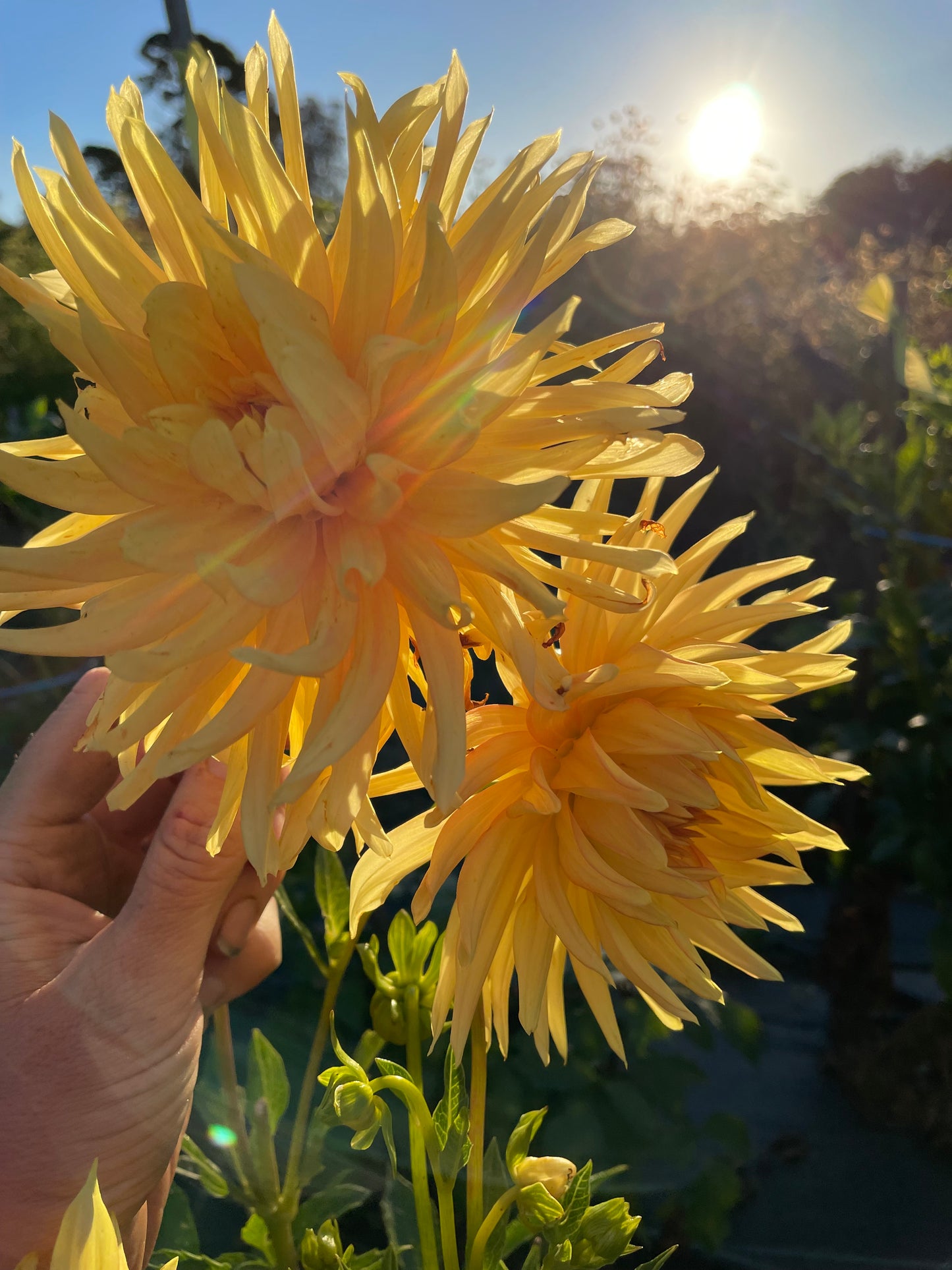 Dahlia - Formby Golddust