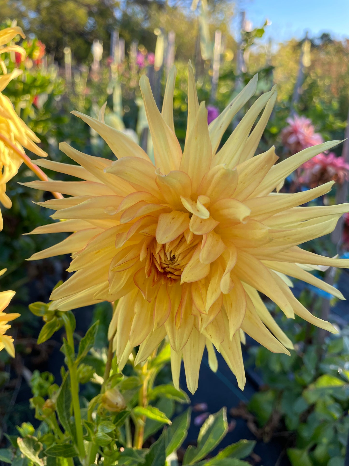 Dahlia - Formby Golddust