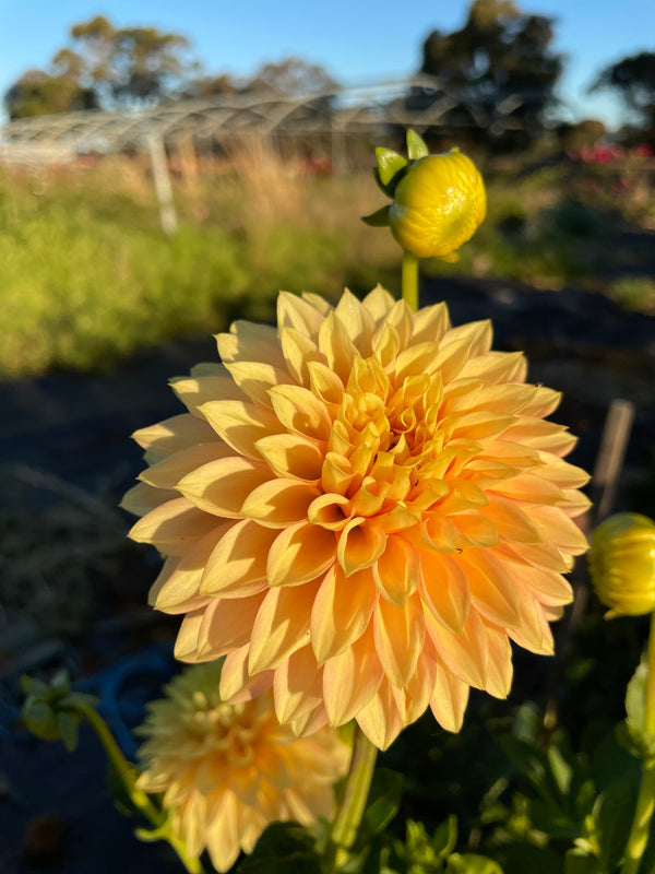 Dahlia Seed - Glenmarc Rebel