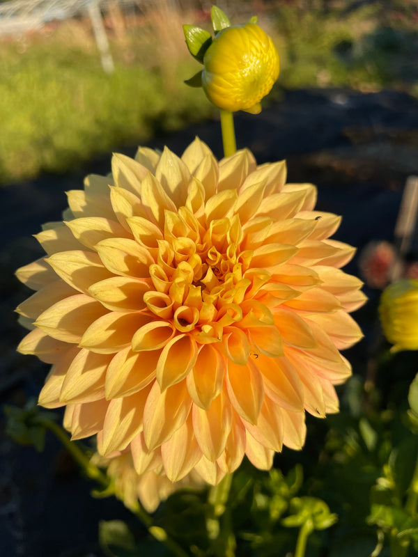 Dahlia Seed - Glenmarc Rebel