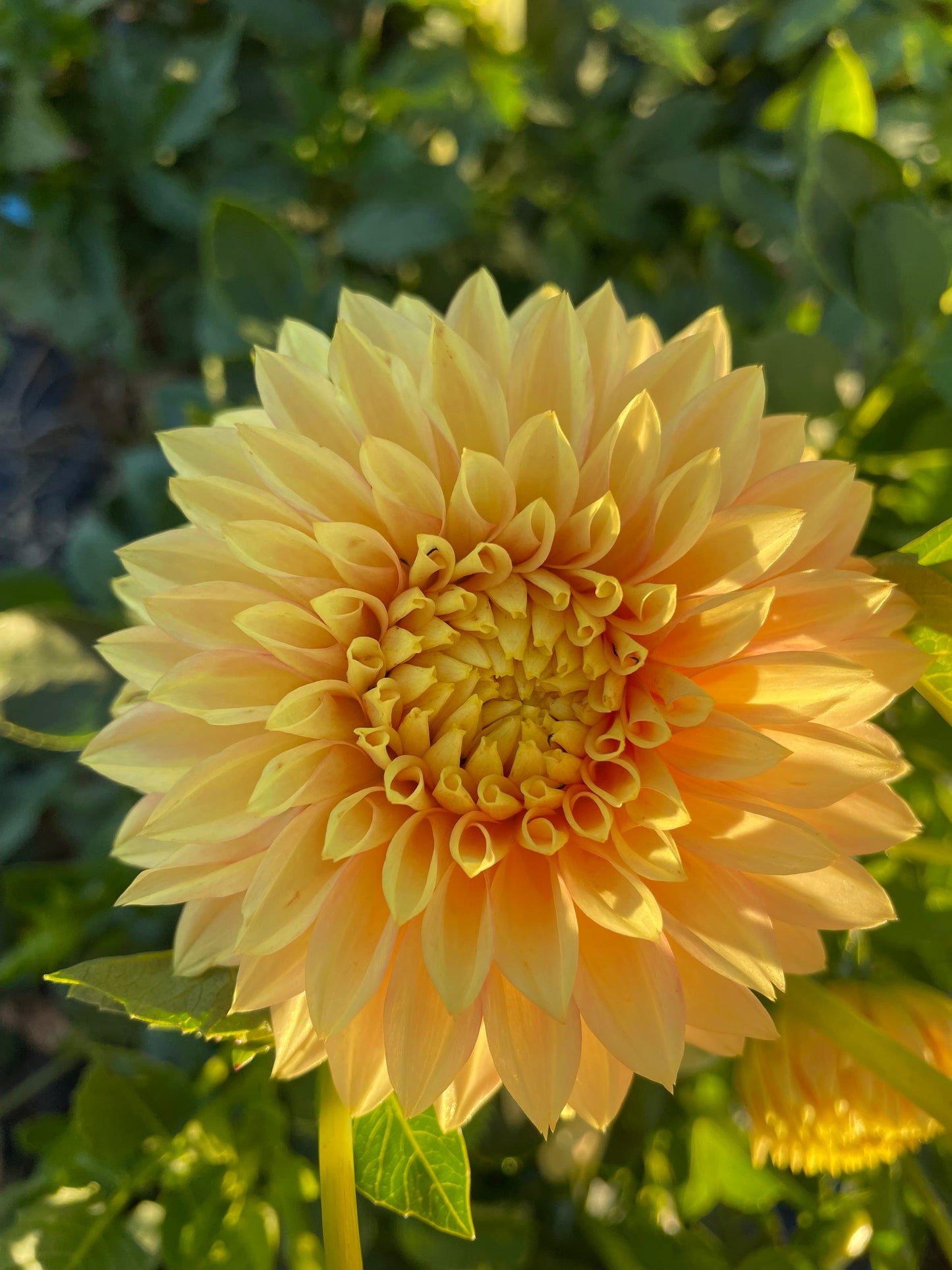 Dahlia - Glenmarc Rebel