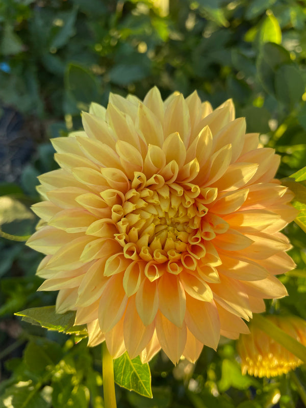 Dahlia Seed - Glenmarc Rebel