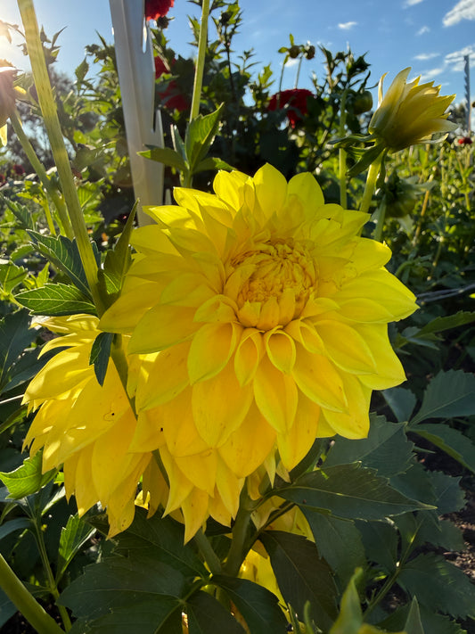 Dahlia - Jenny's Joy