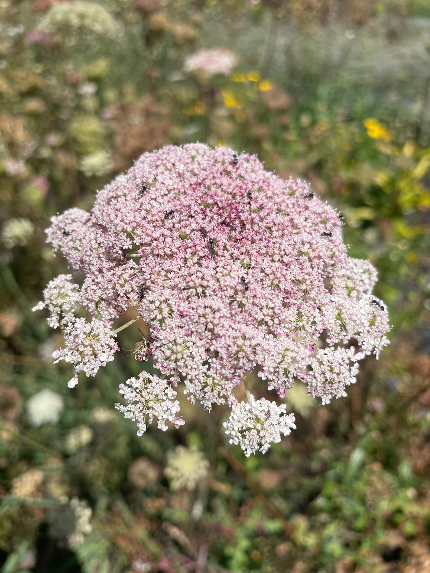 Seed - Chocolate Lace Flower (Daucus carrota 'Dara')