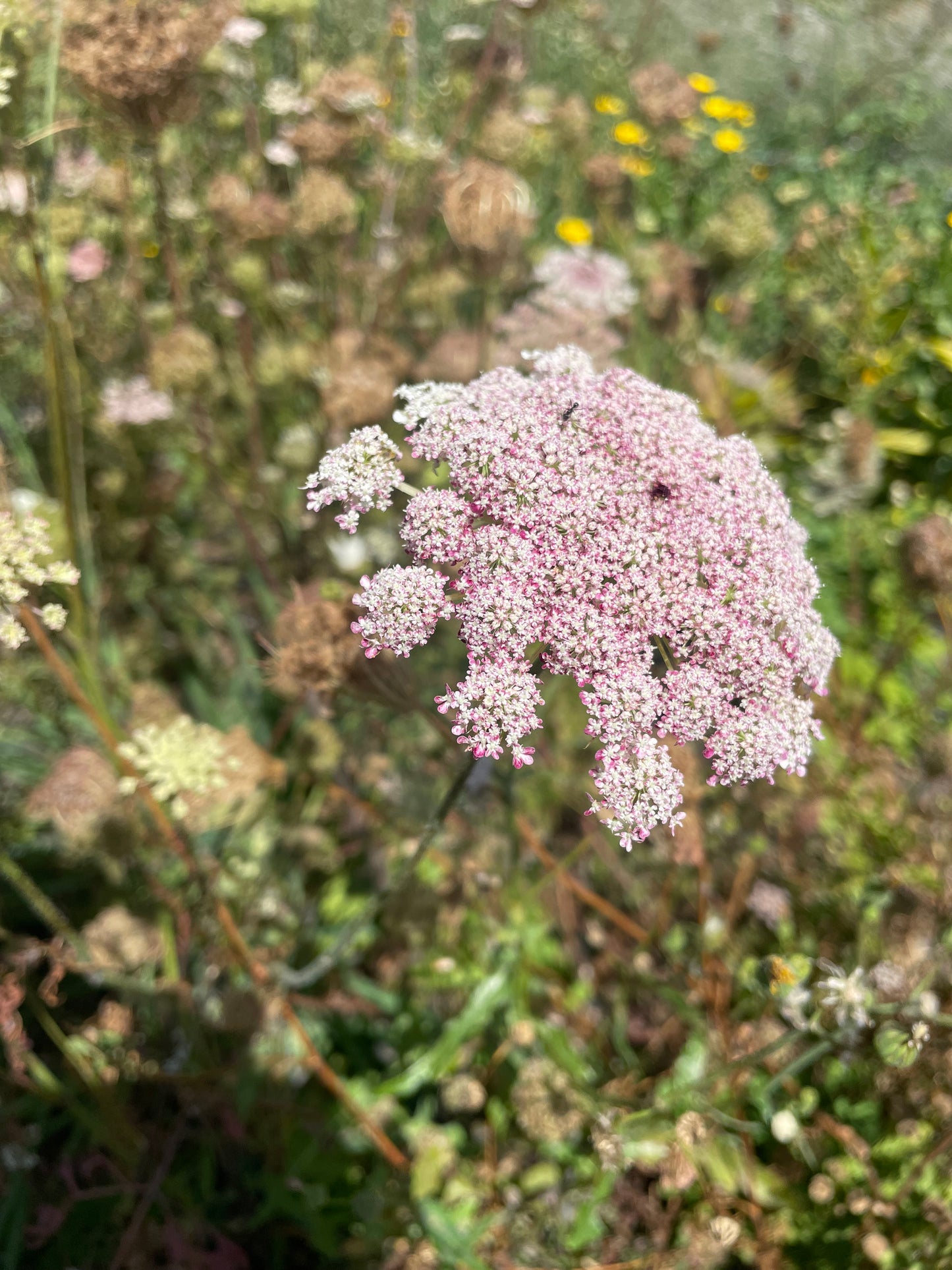 Seed - Chocolate Lace Flower (Daucus carrota 'Dara')