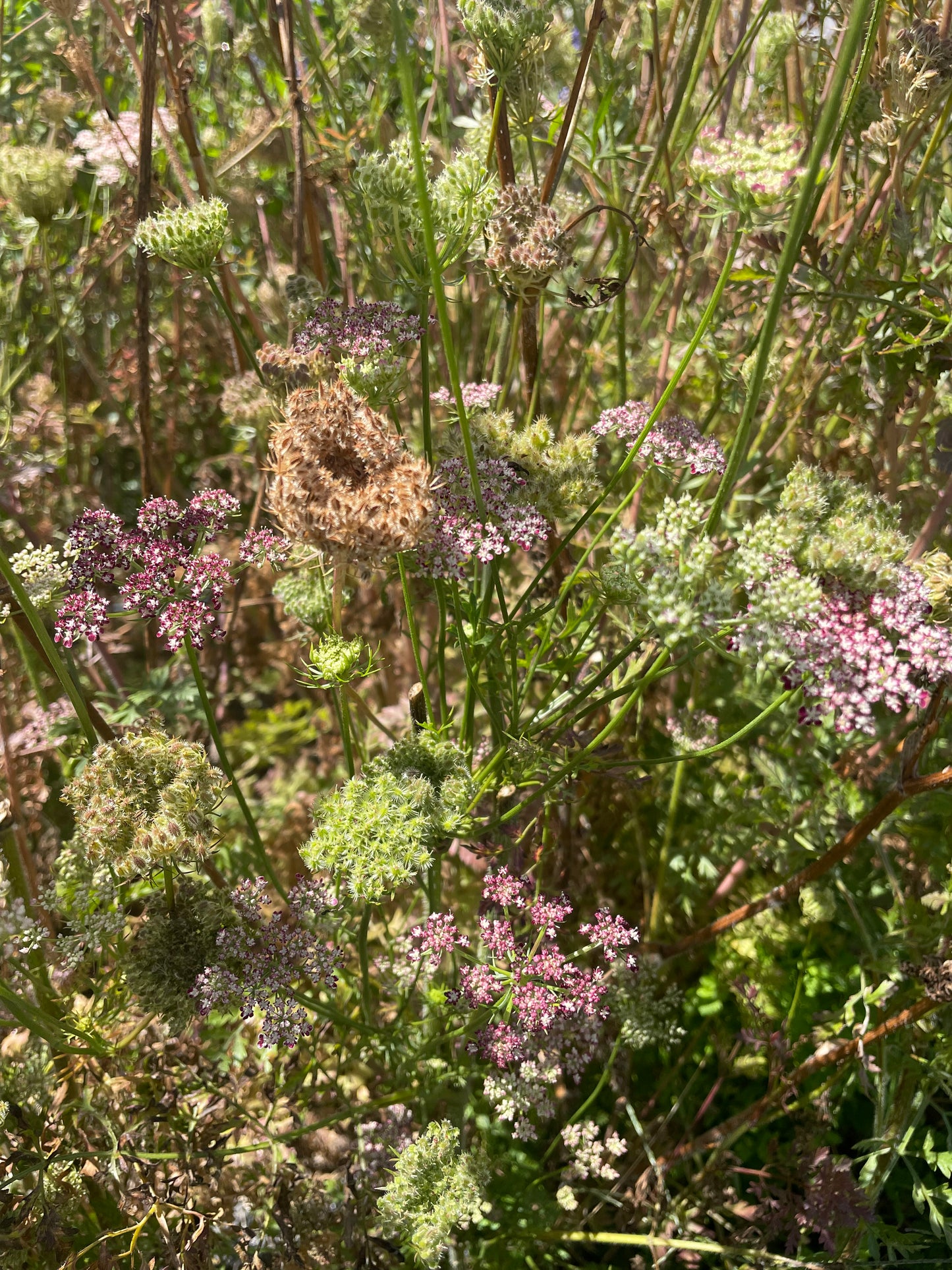 Seed - Chocolate Lace Flower (Daucus carrota 'Dara')