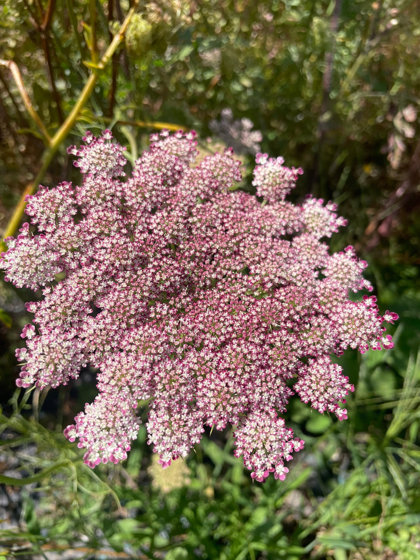 Seed - Chocolate Lace Flower (Daucus carrota 'Dara')