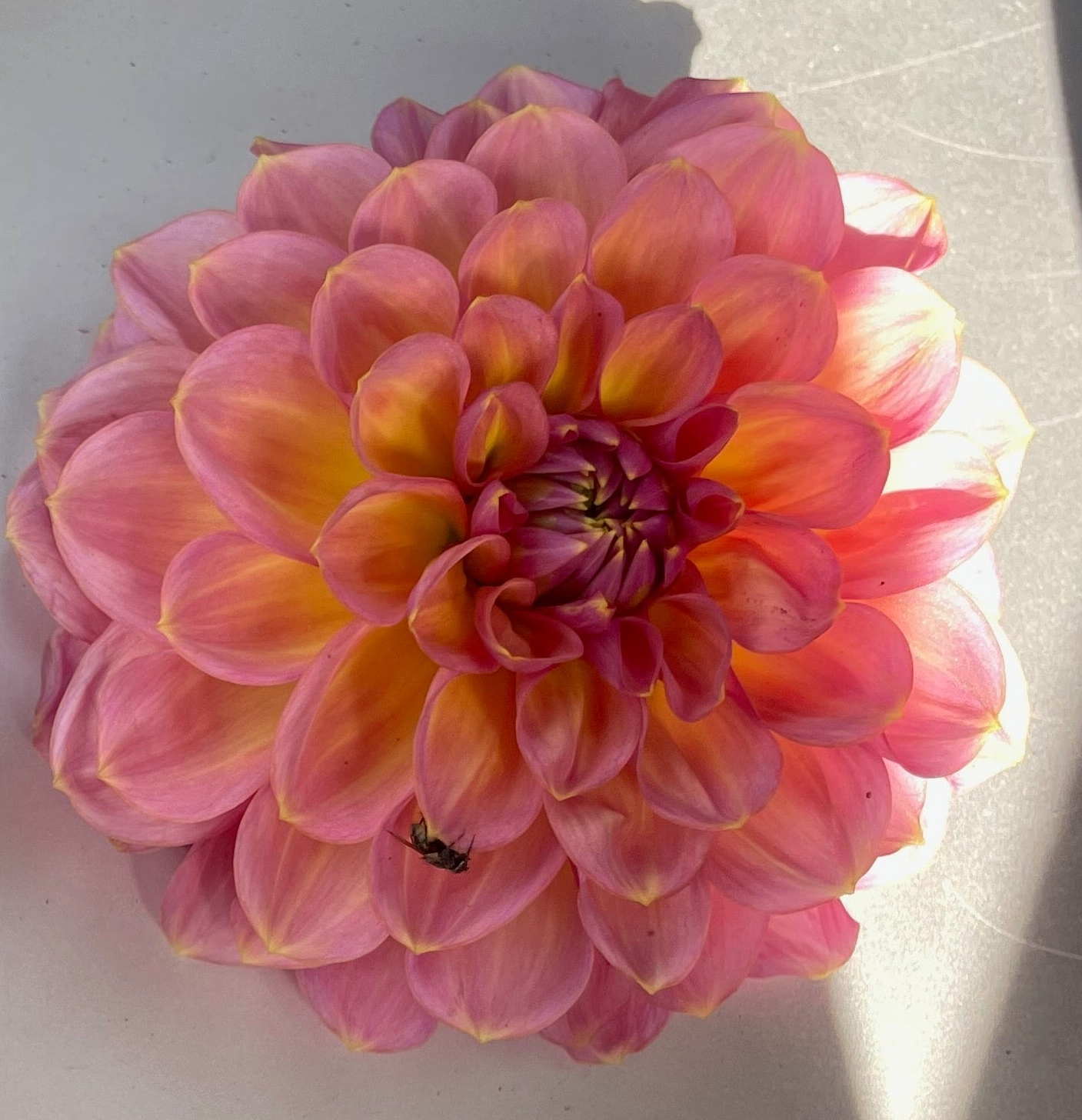 Dahlia Seed - Moray Ashley