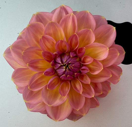 Dahlia - Moray Ashleigh