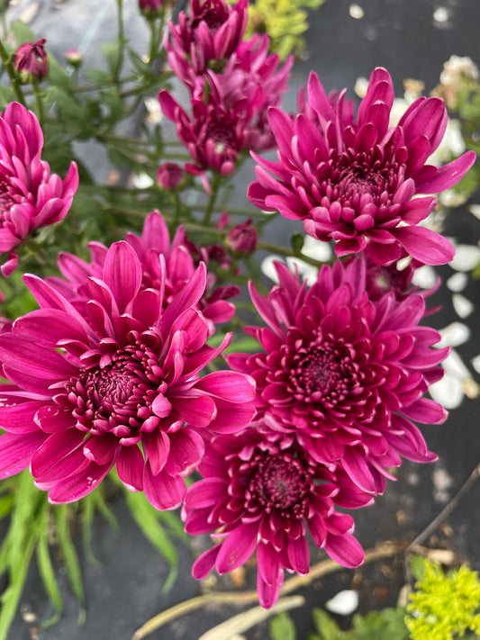 Chrysanthemum - rooted cutting - Seaton's Flirt