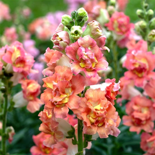 Madame Butterfly Snapdragon Collection