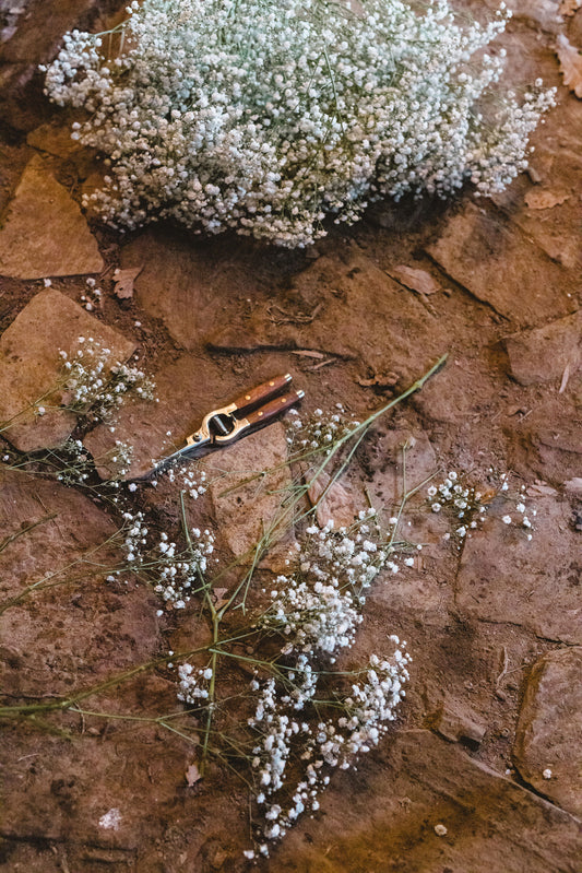 Gypsophila / Baby's Breath - Young Plant