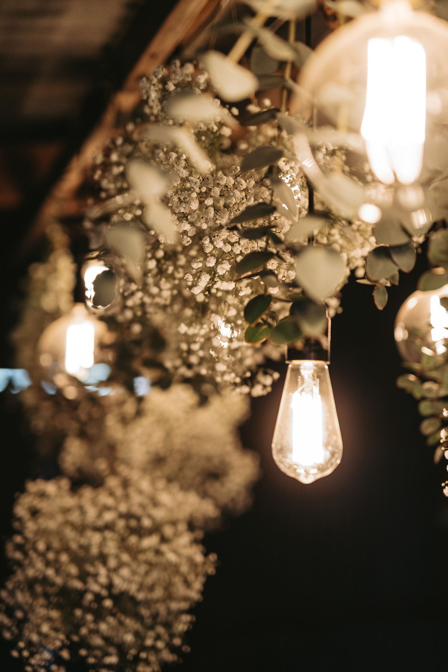 Gypsophila / Baby's Breath - Young Plant