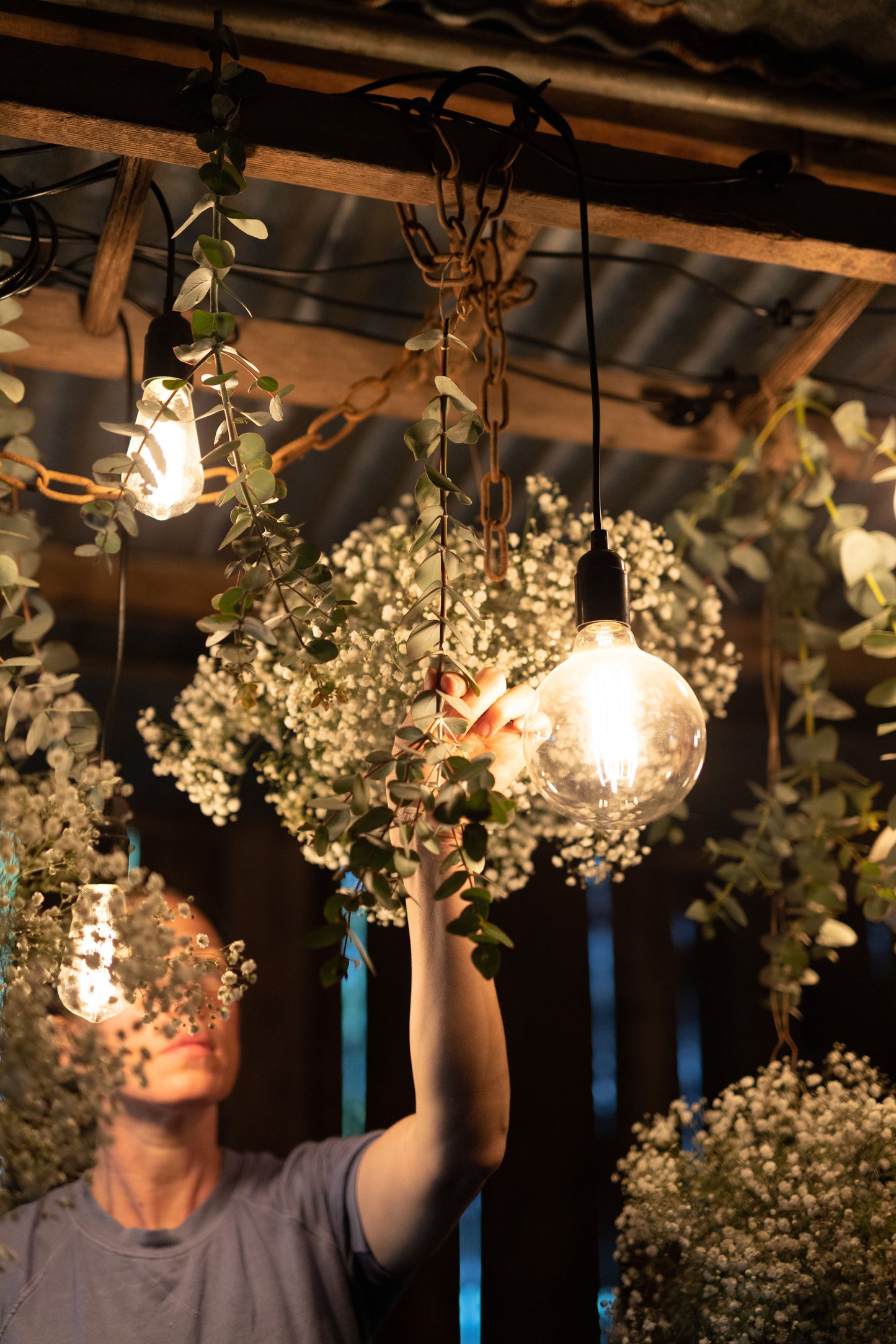Gypsophila / Baby's Breath - Young Plant