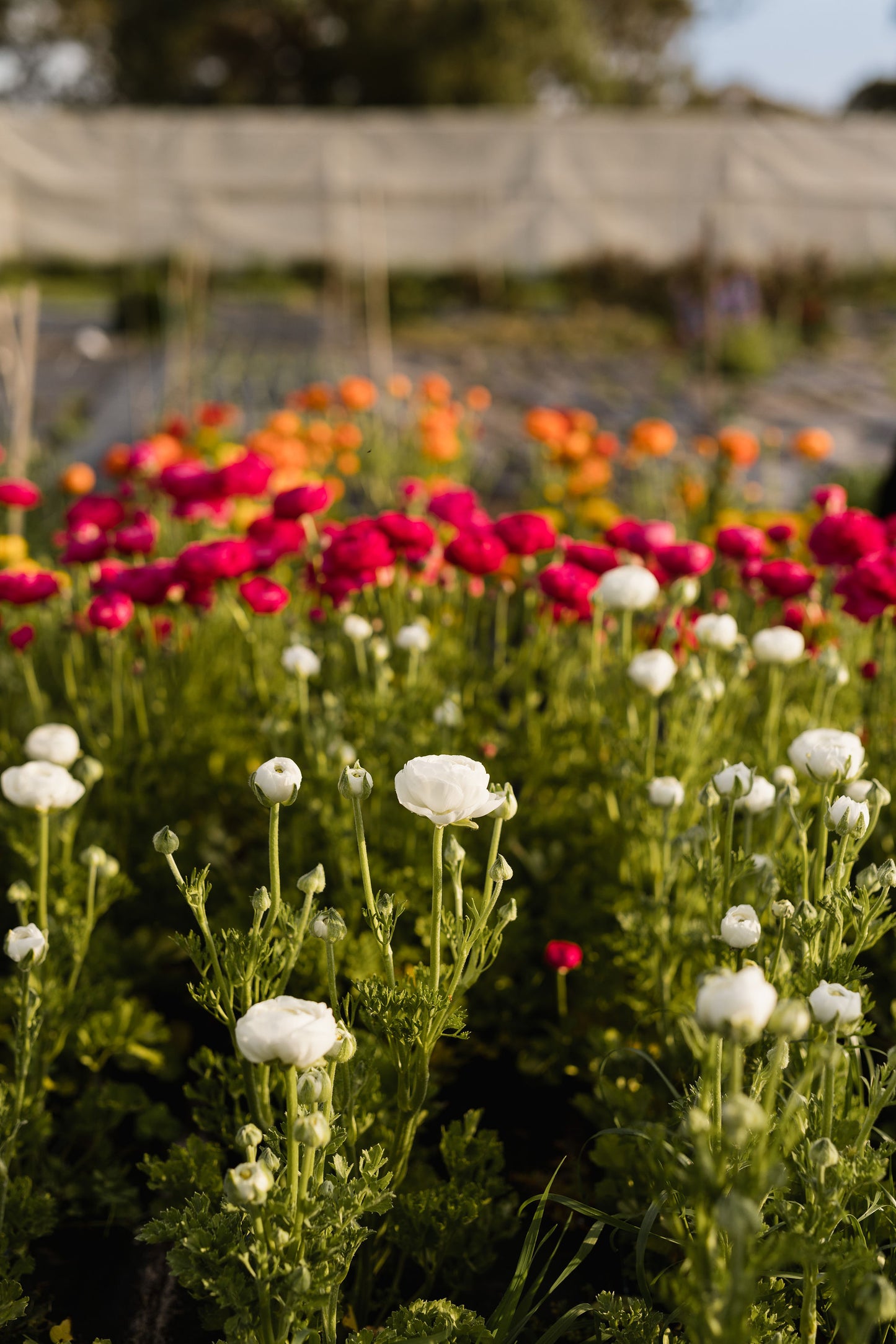 Seed - Italian Ranunculus - Mixed