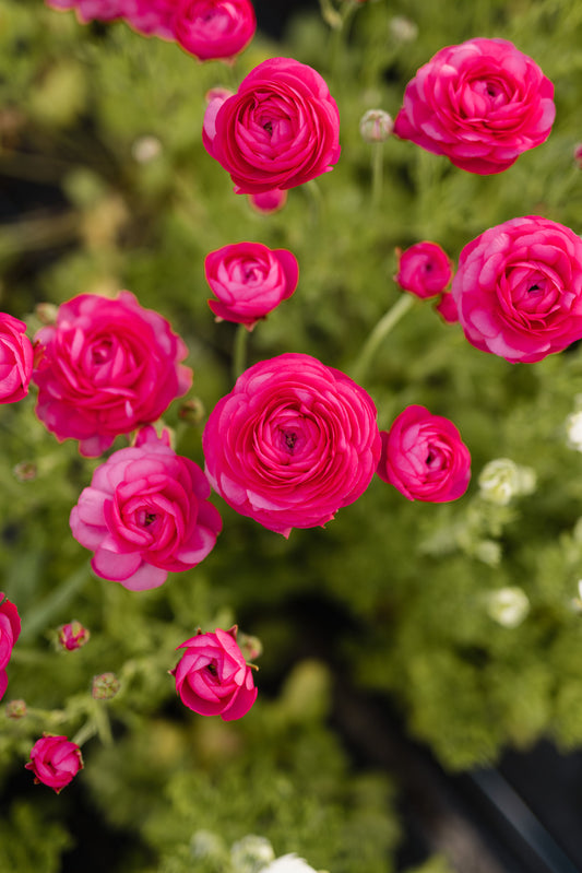 Seed - Italian Ranunculus - Hot Pink