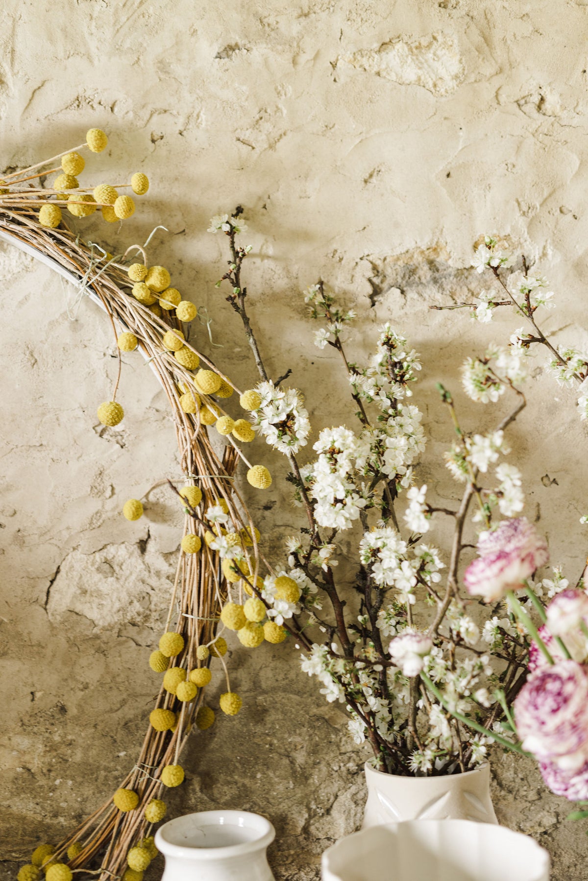 Billy Buttons - Young Plant