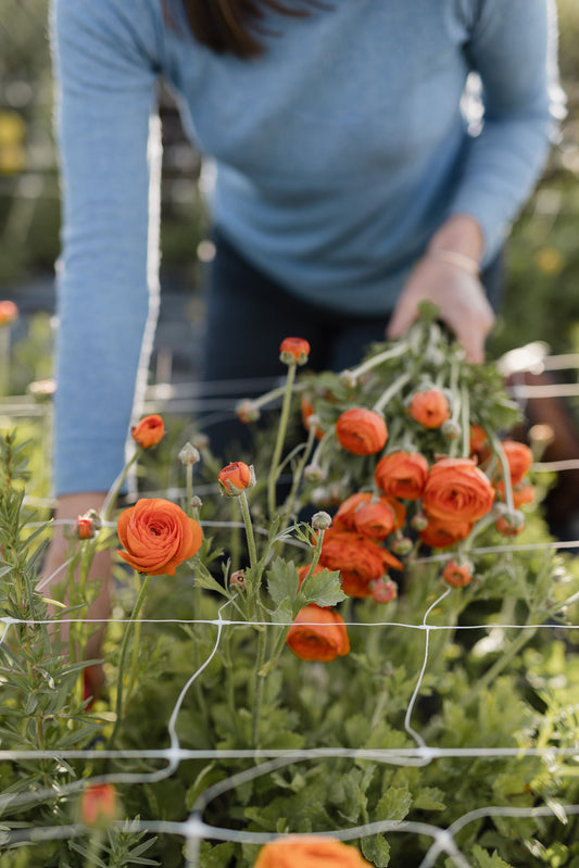 Seed - Italian Ranunculus - Salmon