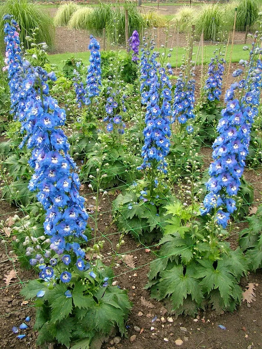 DELPHINIUM AURORA BLUE - Young Plant