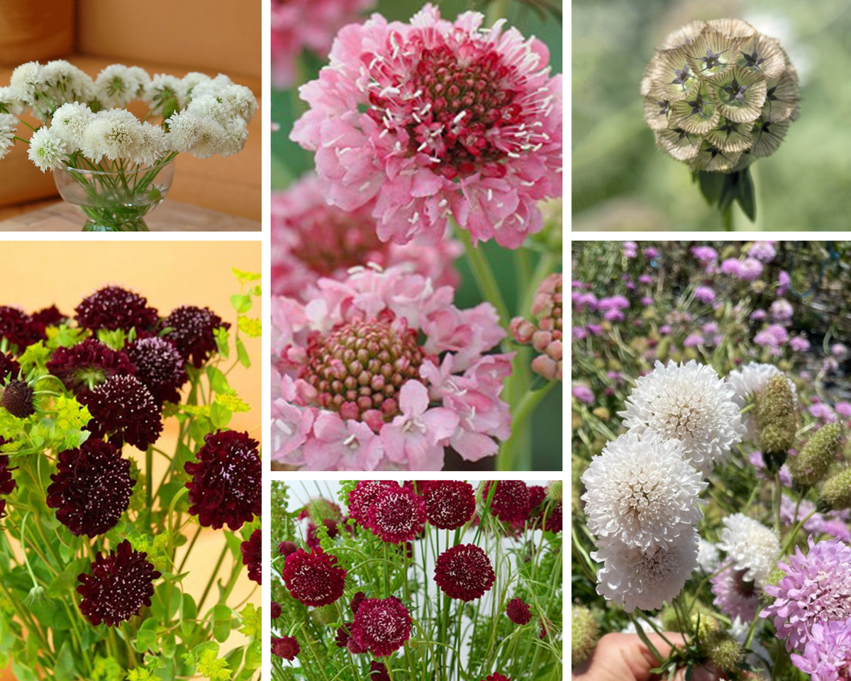 Scabious / Pincushion Seed Collection – Starling Flowers