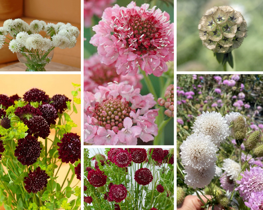 NEW Pincushion Seed Collection