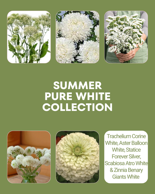 Summer Pure White Seed Collection