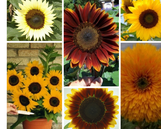 NEW Sunflower Collection