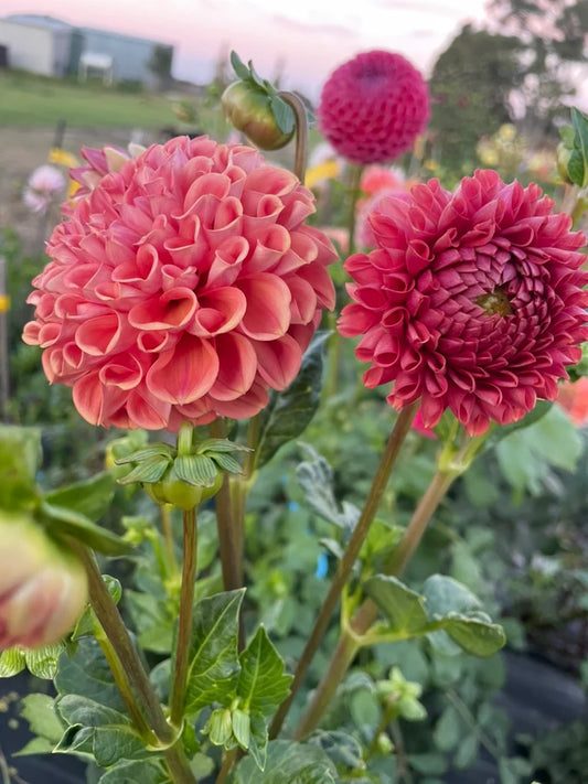 Dahlia Seed - Terracotta