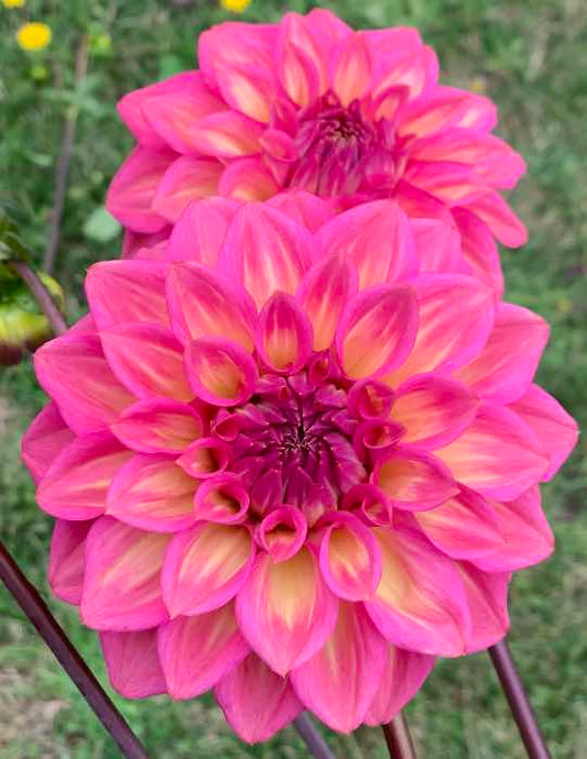 Dahlia Seed - Juliette