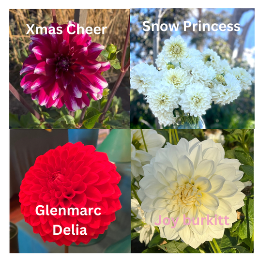 Dahlia - Xmas Collection